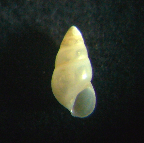 Hydrobia acuta